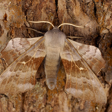 Laothoe populi, lišaj topolový