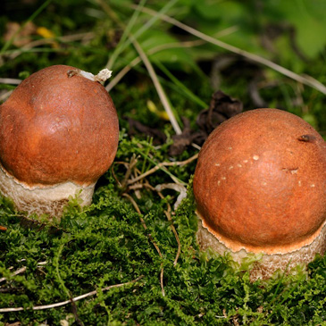 Leccinum aurantiacum var. sanguinescens – křemenáč krvavějící