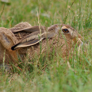 Lepus europaeus, zajíc polní