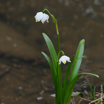 Leucojum vernum – bledule jarní