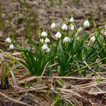 Leucojum vernum, bledule jarní - PP...