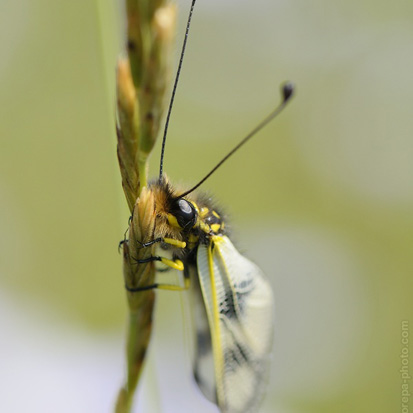 Libelloides macaronius, ploskoroh...