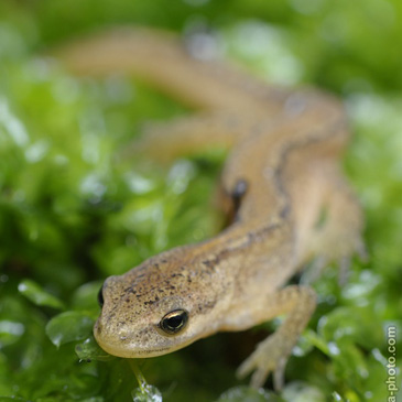 Lissotriton vulgaris, čolek obecný -...