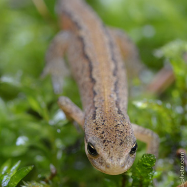 Lissotriton vulgaris, čolek obecný -...