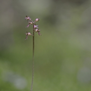 Listera cordata – bradáček srdčitý