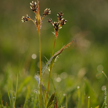 Luzula campestris, bika ladní - Vesce...