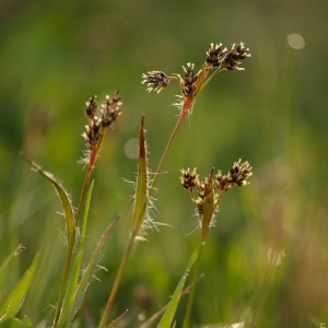  Luzula campestris – bika ladní