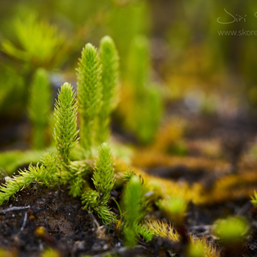 Lycopodiella inundata – plavuňka zaplavovaná