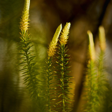 Lycopodium annotinum, plavuň pučivá...