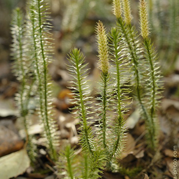 Lycopodium annotinum, plavuň pučivá...