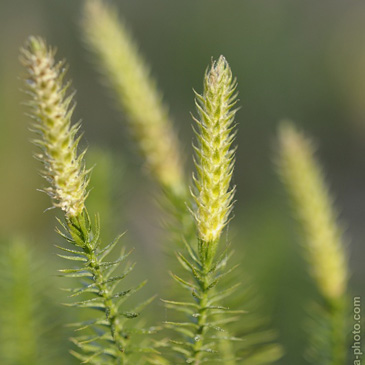 Lycopodium annotinum, plavuň pučivá...