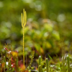 Lycopodium clavatum, plavuň vidlačka...