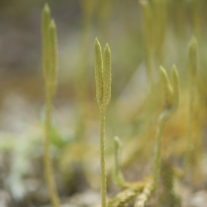 Lycopodium clavatum, plavuň vidlačka...