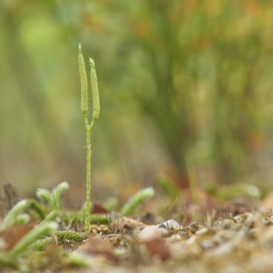 Lycopodium clavatum, plavuň vidlačka...