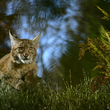 Lynx lynx – rys ostrovid