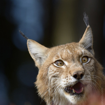 Lynx lynx, rys ostrovid