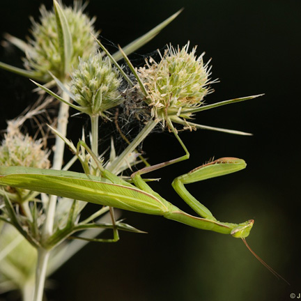 Mantis religiosa, kudlanka nábožná