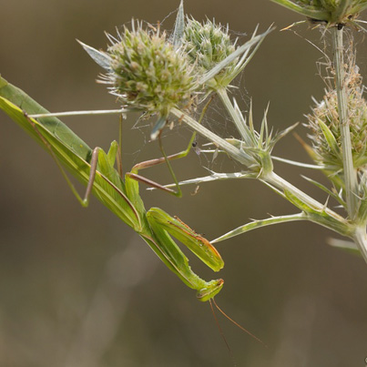 Mantis religiosa, kudlanka nábožná