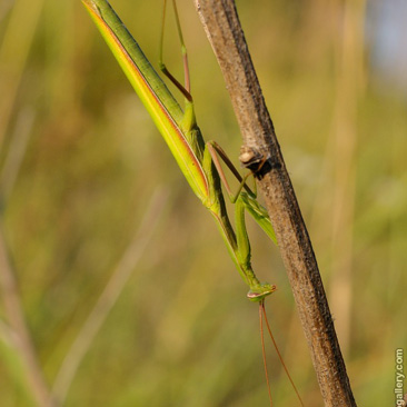 Mantis religiosa, kudlanka nábožná