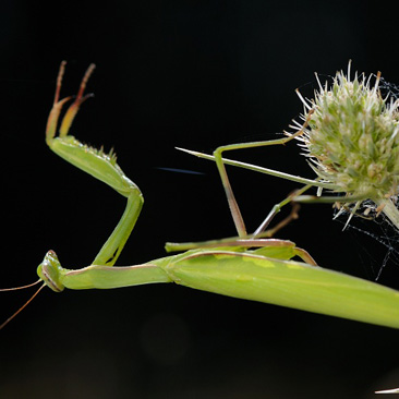 Mantis religiosa, kudlanka nábožná