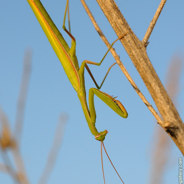 Mantis religiosa, kudlanka nábožná