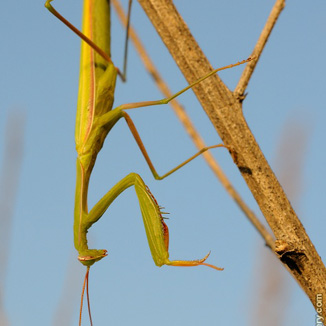 Mantis religiosa, kudlanka nábožná