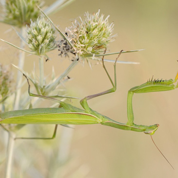 Mantis religiosa, kudlanka nábožná