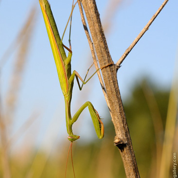 Mantis religiosa, kudlanka nábožná