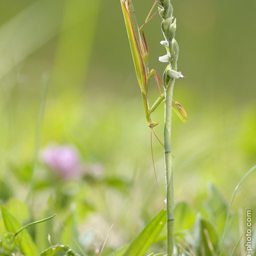 Mantis religiosa, kudlanka nábožná...