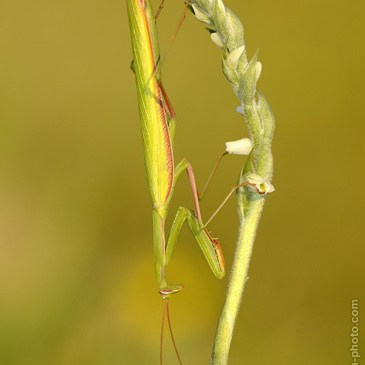 Mantis religiosa, kudlanka nábožná...