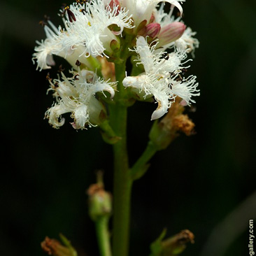 Menyanthes trifoliata, vachta trojlistá