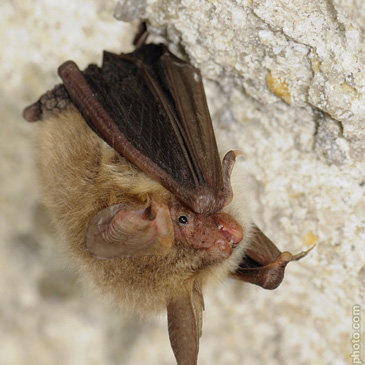 Myotis bechsteinii – netopýr velkouchý