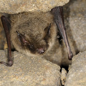 Myotis brandtii, netopýr Brandtův -...