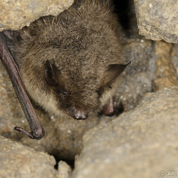 Myotis brandtii, netopýr Brandtův -...