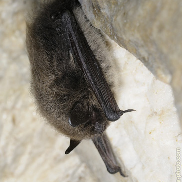 Myotis daubentonii, netopýr vodní -...