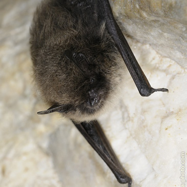 Myotis daubentonii, netopýr vodní -...