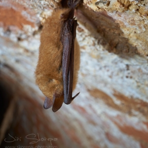 Myotis emarginatus, netopýr brvitý...