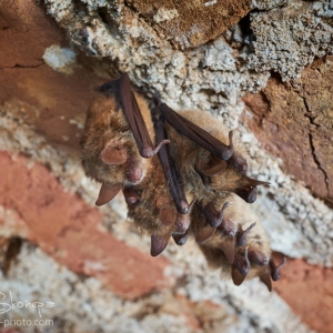 Myotis emarginatus, netopýr brvitý...