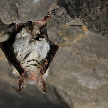 Myotis myotis, netopýr velký