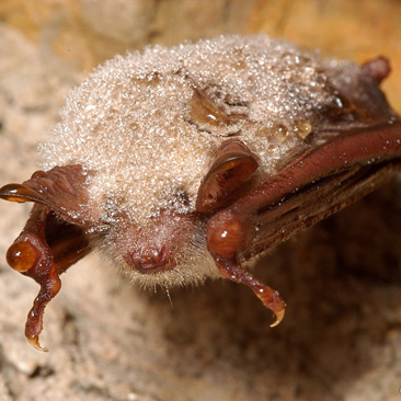 Myotis myotis, netopýr velký - NPR...