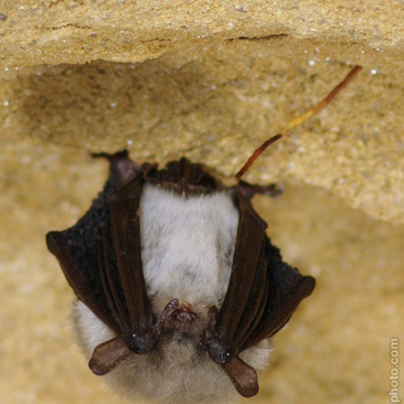 Myotis nattereri, netopýr řasnatý -...