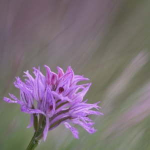 Neotinea tridentata (Orchis...