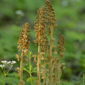 Neottia – hlístník