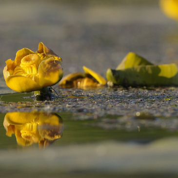 Nuphar luteus – stulík žlutý