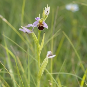 Ophrys apifera, tořič včelonosný -...