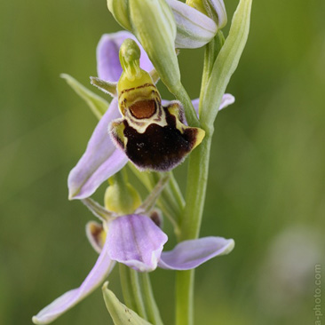 Ophrys apifera, tořič včelonosný -...