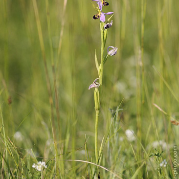 Ophrys apifera, tořič včelonosný -...