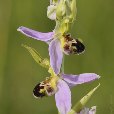 Ophrys apifera – tořič včelonosný