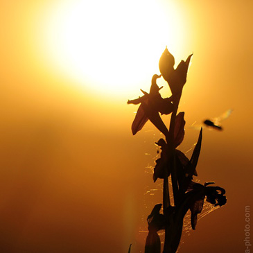 Ophrys apifera, tořič včelonosný -...