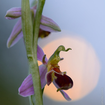 Ophrys – tořič